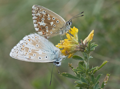 Polyommatus coridon